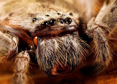 largest spider ever existed